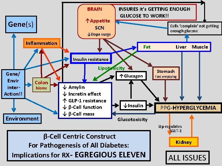 BRAIN ↑Appetite SCN Gene(s) INSURES it’s GETTING ENOUGH GLUCOSE TO WORK!! Cells ‘complain’ not