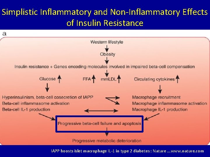 Simplistic Inflammatory and Non-Inflammatory Effects of Insulin Resistance IAPP boosts islet macrophage IL-1 in
