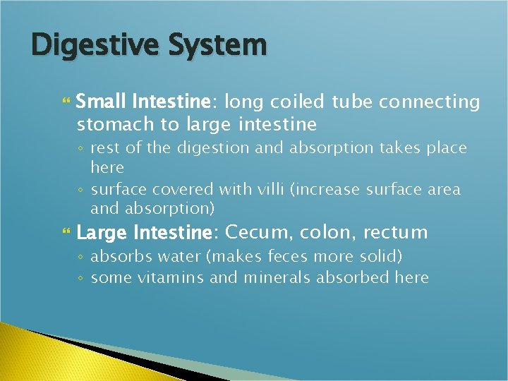 Digestive System Small Intestine: long coiled tube connecting stomach to large intestine ◦ rest