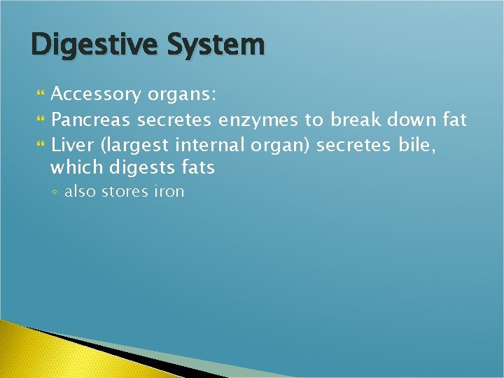 Digestive System Accessory organs: Pancreas secretes enzymes to break down fat Liver (largest internal