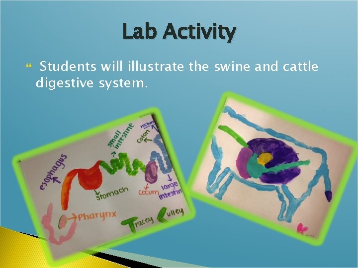 Lab Activity Students will illustrate the swine and cattle digestive system. 