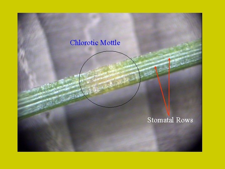 Chlorotic Mottle Stomatal Rows 