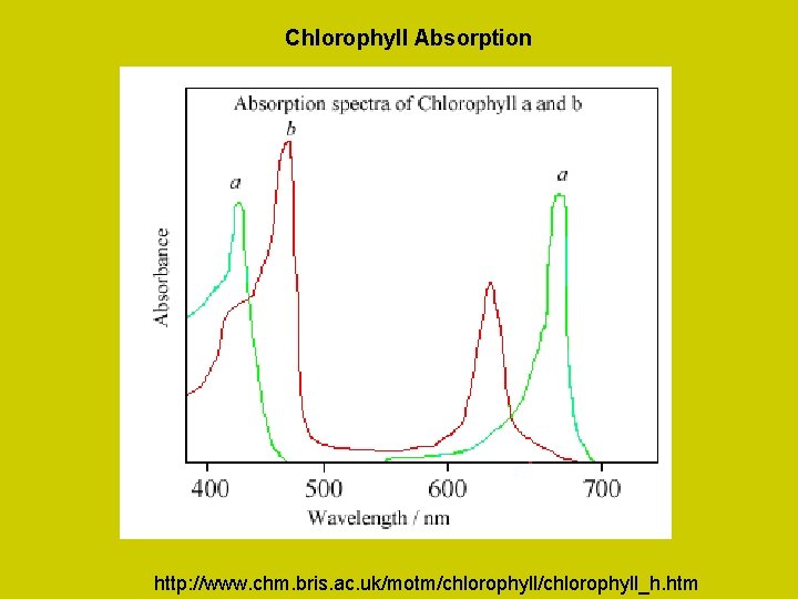 Chlorophyll Absorption http: //www. chm. bris. ac. uk/motm/chlorophyll_h. htm 