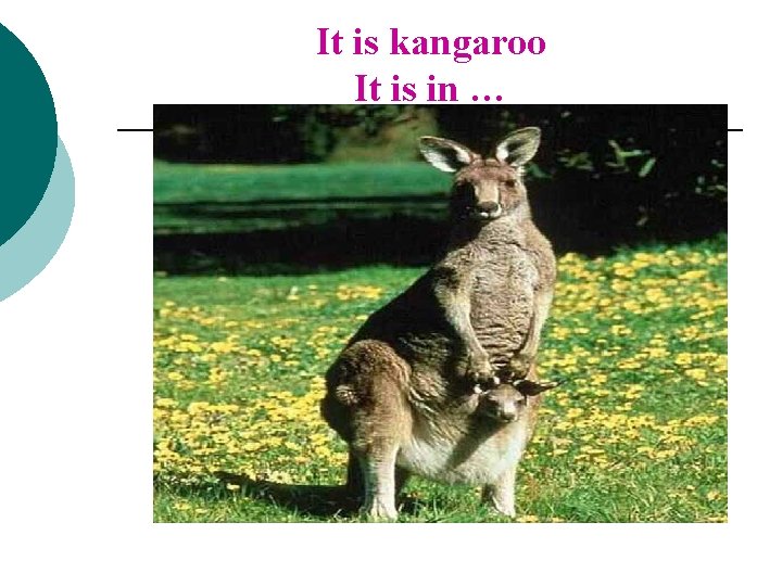 It is kangaroo It is in … 
