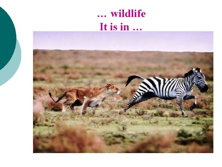 … wildlife It is in … 