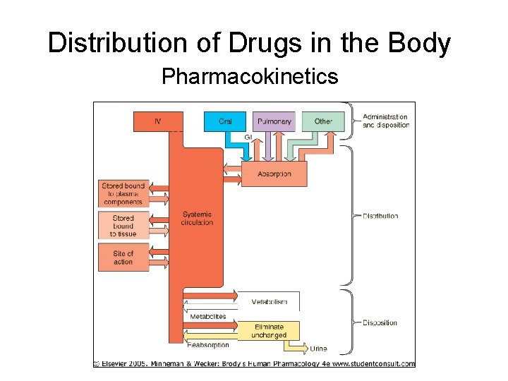 Distribution of Drugs in the Body Pharmacokinetics 