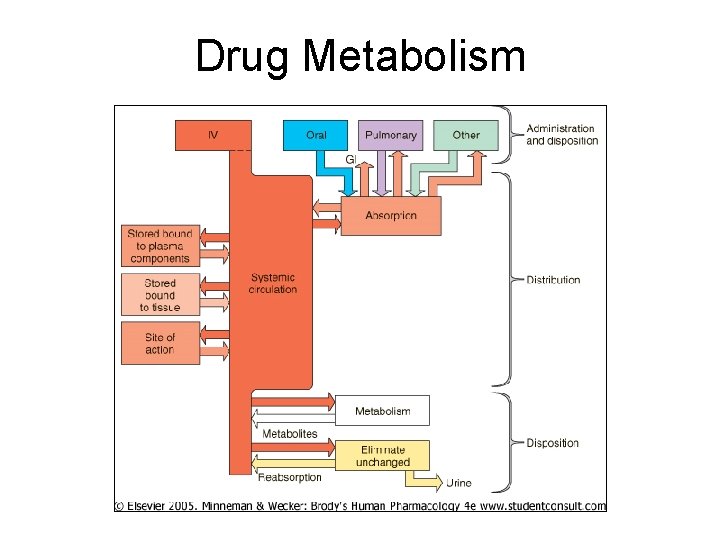 Drug Metabolism 