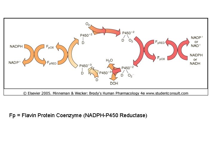 Fp = Flavin Protein Coenzyme (NADPH-P 450 Reductase) 