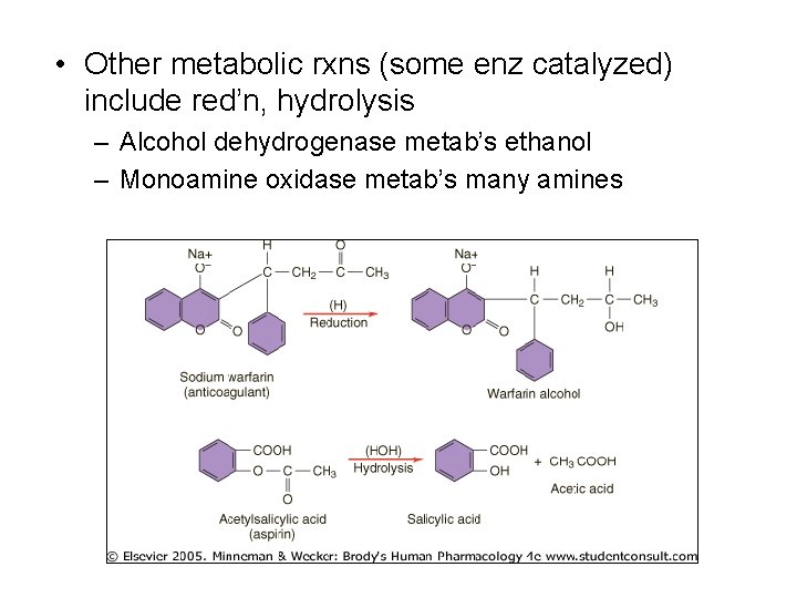  • Other metabolic rxns (some enz catalyzed) include red’n, hydrolysis – Alcohol dehydrogenase