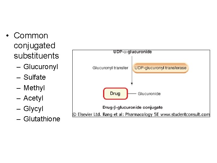  • Common conjugated substituents – – – Glucuronyl Sulfate Methyl Acetyl Glycyl Glutathione