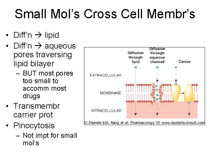 Small Mol’s Cross Cell Membr’s • Diff’n lipid • Diff’n aqueous pores traversing lipid