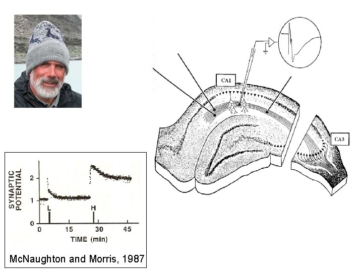 Mc. Naughton and Morris, 1987 