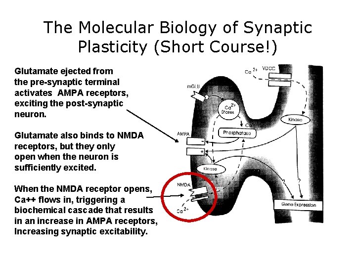 The Molecular Biology of Synaptic Plasticity (Short Course!) Glutamate ejected from the pre-synaptic terminal