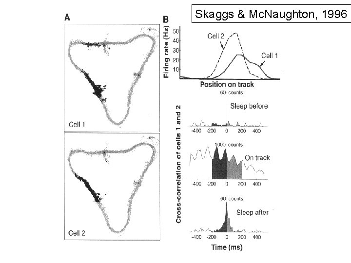 Skaggs & Mc. Naughton, 1996 