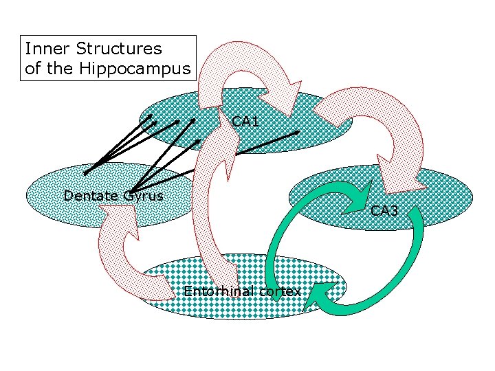 Inner Structures of the Hippocampus CA 1 Dentate Gyrus CA 3 Entorhinal cortex 