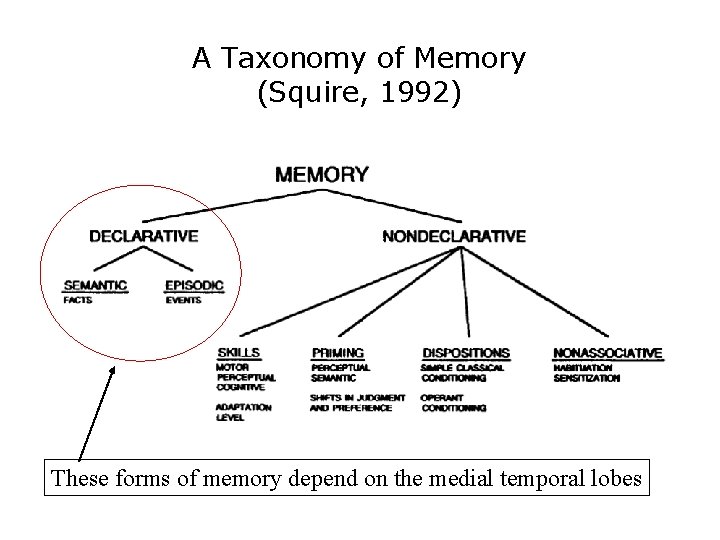 A Taxonomy of Memory (Squire, 1992) These forms of memory depend on the medial