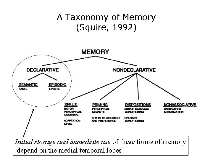 A Taxonomy of Memory (Squire, 1992) Initial storage and immediate use of these forms
