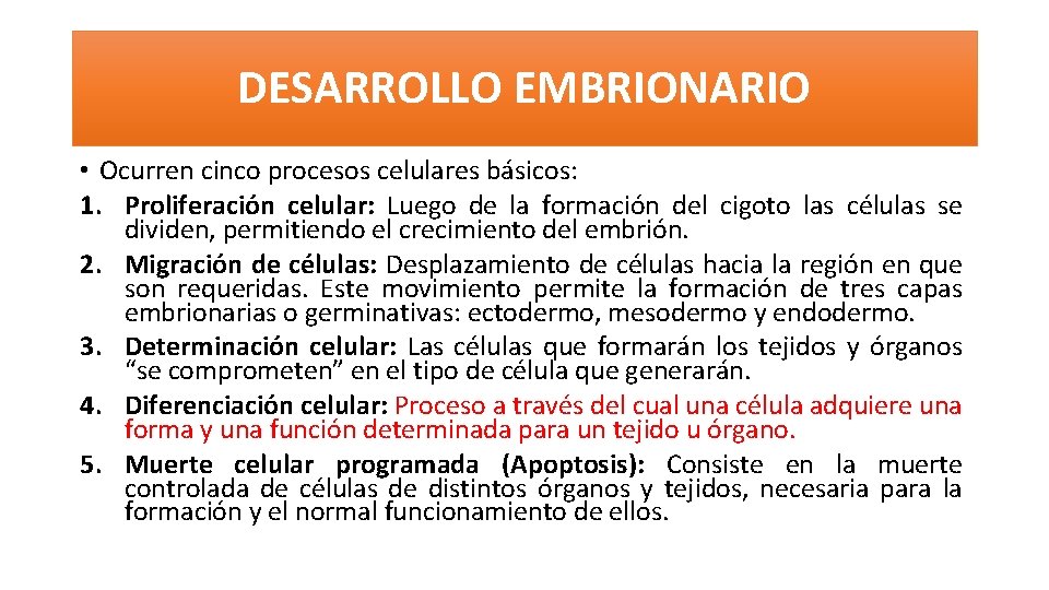 DESARROLLO EMBRIONARIO • Ocurren cinco procesos celulares básicos: 1. Proliferación celular: Luego de la