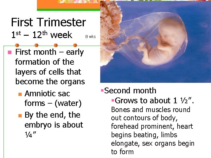 First Trimester 1 st – 12 th week n First month – early formation