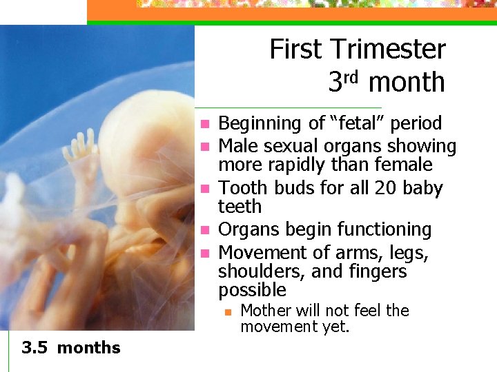 First Trimester 3 rd month n n n Beginning of “fetal” period Male sexual