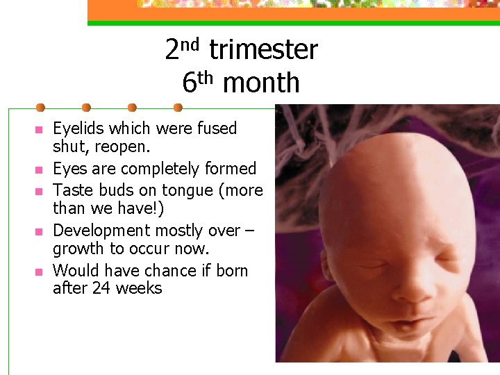 2 nd trimester 6 th month n n n Eyelids which were fused shut,