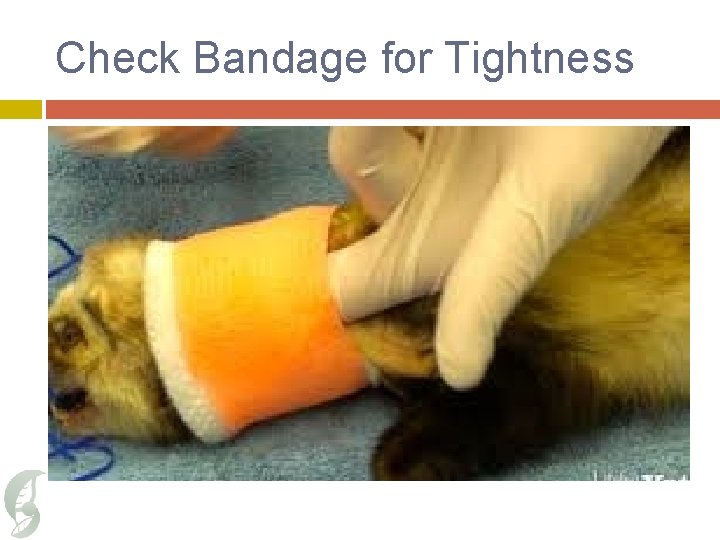 Check Bandage for Tightness 