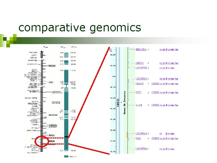 comparative genomics 