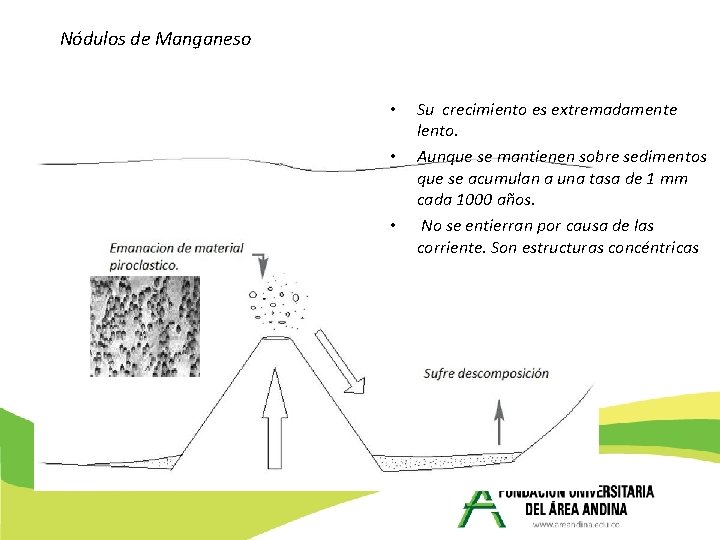 Nódulos de Manganeso • • • Su crecimiento es extremadamente lento. Aunque se mantienen