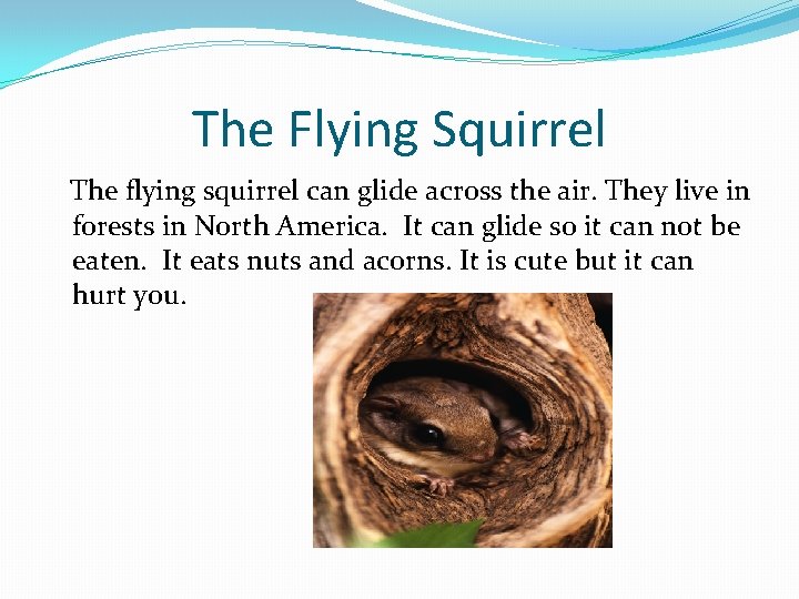 The Flying Squirrel The flying squirrel can glide across the air. They live in