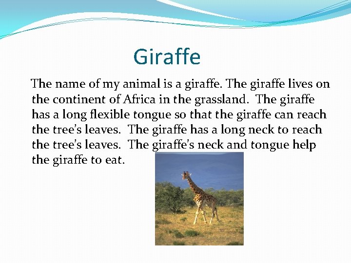 Giraffe The name of my animal is a giraffe. The giraffe lives on the