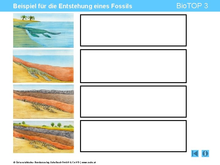 Beispiel für die Entstehung eines Fossils © Österreichischer Bundesverlag Schulbuch Gmb. H & Co