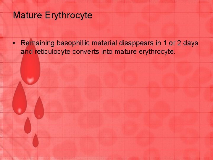 Mature Erythrocyte • Remaining basophillic material disappears in 1 or 2 days and reticulocyte