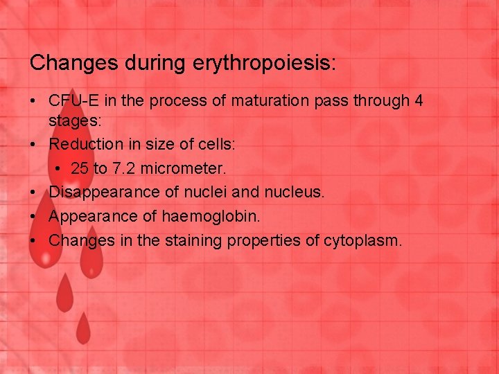 Changes during erythropoiesis: • CFU-E in the process of maturation pass through 4 stages:
