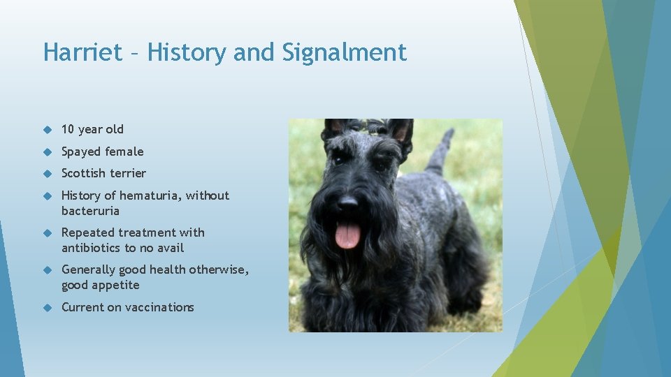 Harriet – History and Signalment 10 year old Spayed female Scottish terrier History of