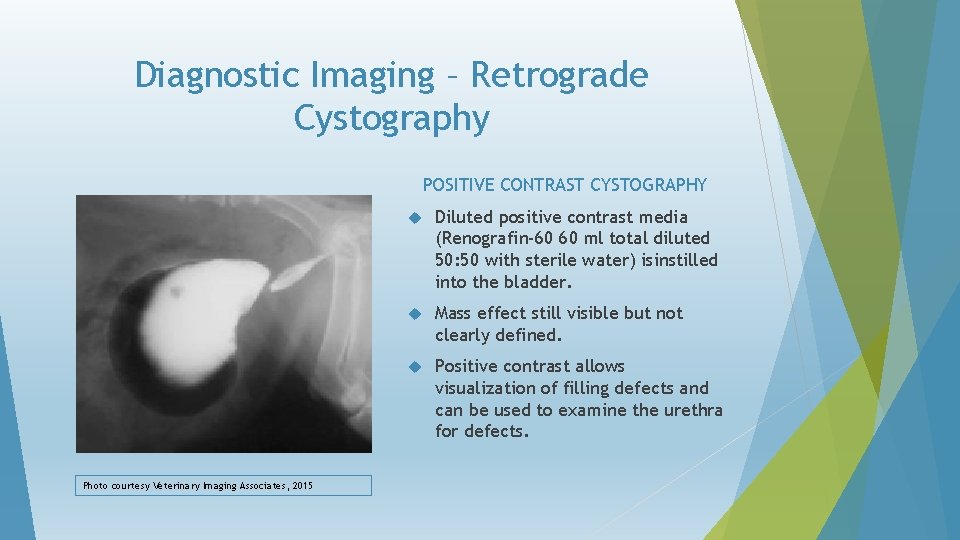 Diagnostic Imaging – Retrograde Cystography POSITIVE CONTRAST CYSTOGRAPHY Photo courtesy Veterinary Imaging Associates, 2015