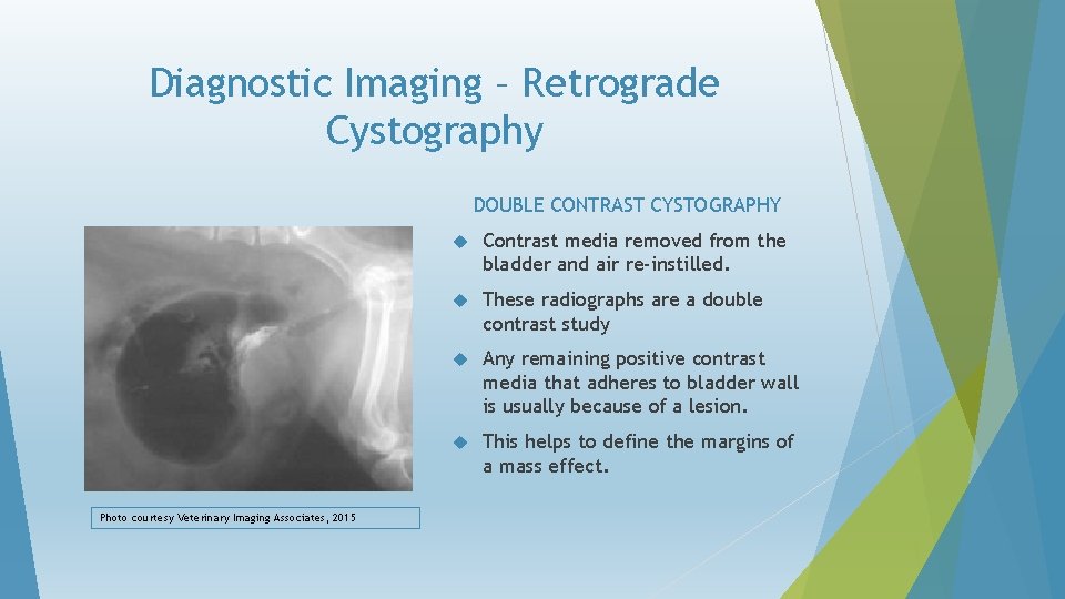 Diagnostic Imaging – Retrograde Cystography DOUBLE CONTRAST CYSTOGRAPHY Photo courtesy Veterinary Imaging Associates, 2015