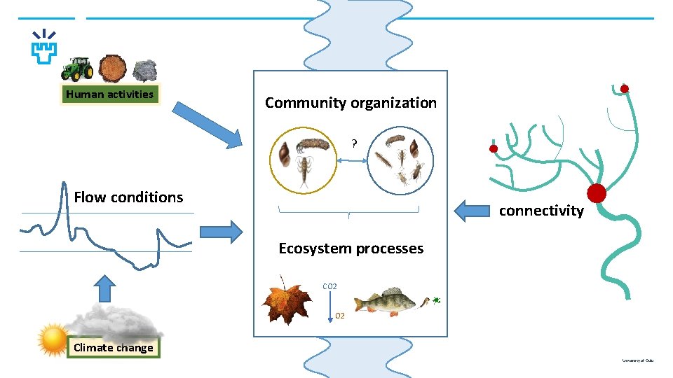 Human activities Community organization ? Flow conditions connectivity Ecosystem processes CO 2 Climate change