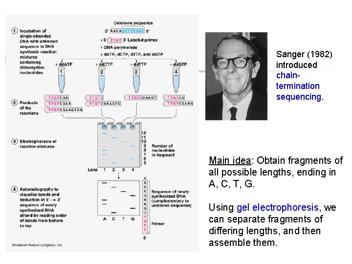 Sanger (1982) introduced chaintermination sequencing. Main idea: Obtain fragments of all possible lengths, ending