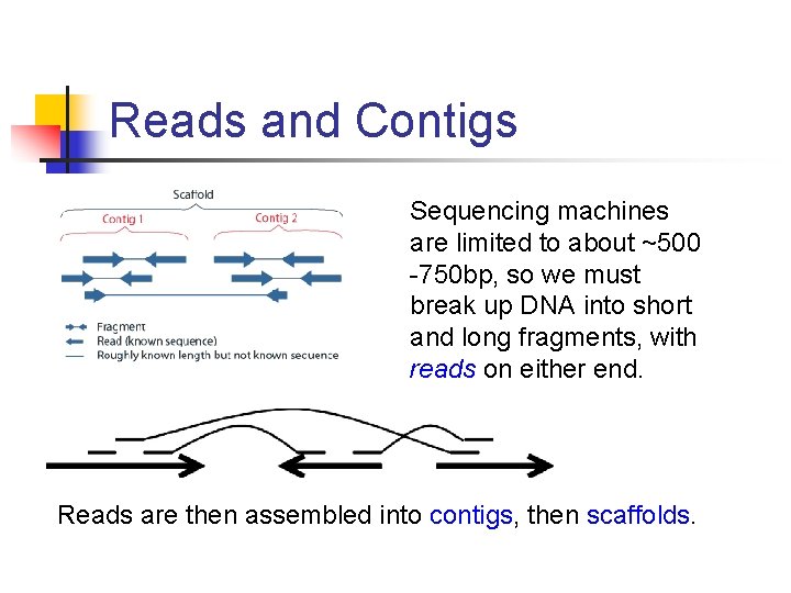 Reads and Contigs Sequencing machines are limited to about ~500 -750 bp, so we