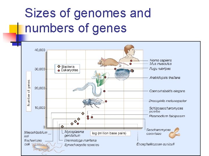 Sizes of genomes and numbers of genes 