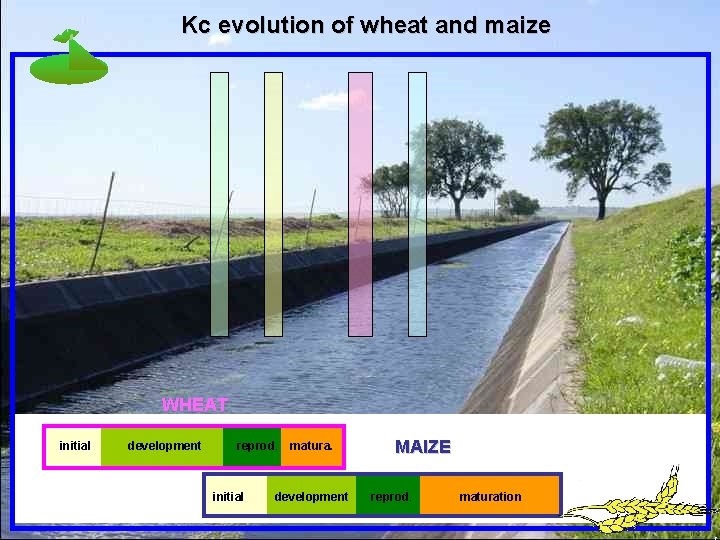 Kc evolution of wheat and maize WHEAT initial development reprod. initial matura. development MAIZE