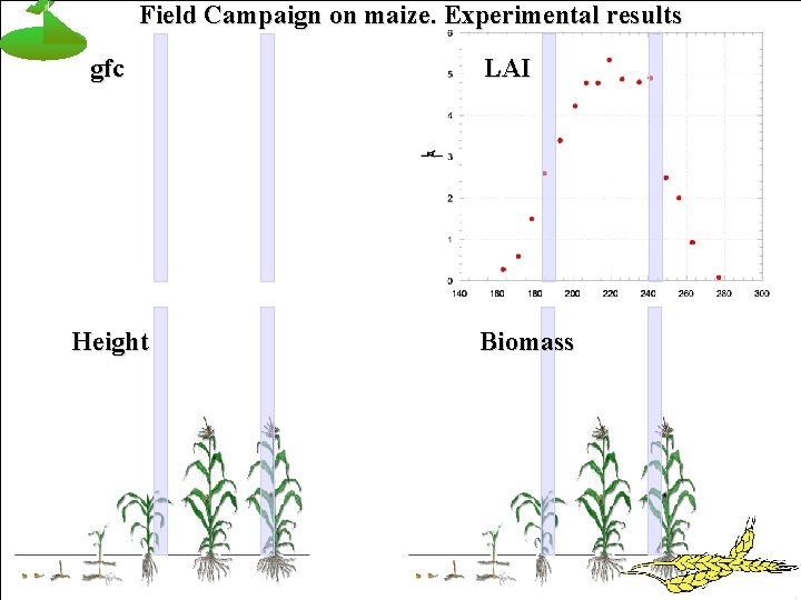 Field Campaign on maize. Experimental results gfc Height LAI Biomass 