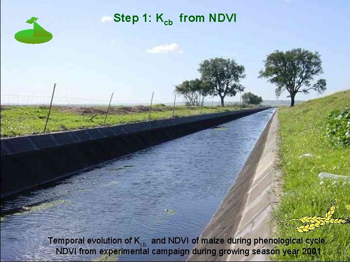 Step 1: Kcb from NDVI Temporal evolution of Kcb and NDVI of maize during