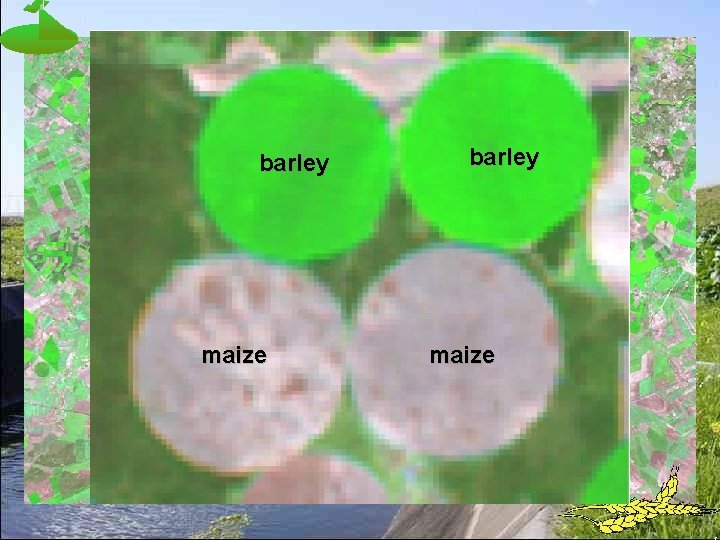 barley maize 