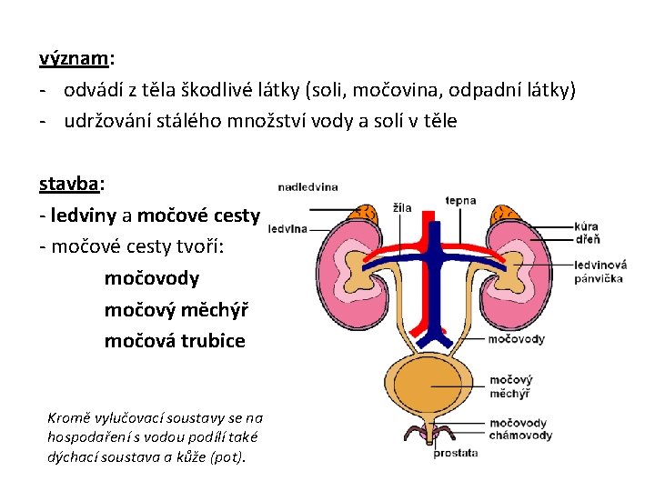 význam: - odvádí z těla škodlivé látky (soli, močovina, odpadní látky) - udržování stálého