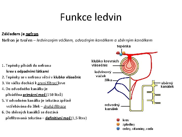 Funkce ledvin Základem je nefron Nefron je tvořen – ledvinovým váčkem, odvodným kanálkem a