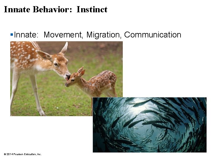 Innate Behavior: Instinct §Innate: Movement, Migration, Communication © 2014 Pearson Education, Inc. 