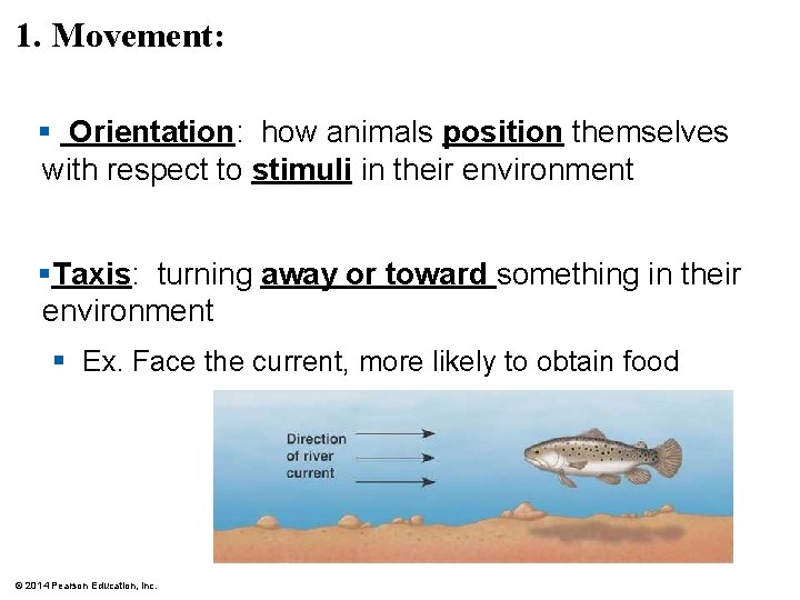 1. Movement: § Orientation: how animals position themselves with respect to stimuli in their