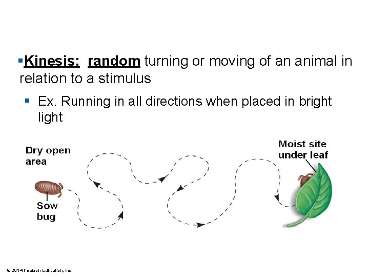 §Kinesis: random turning or moving of an animal in relation to a stimulus §