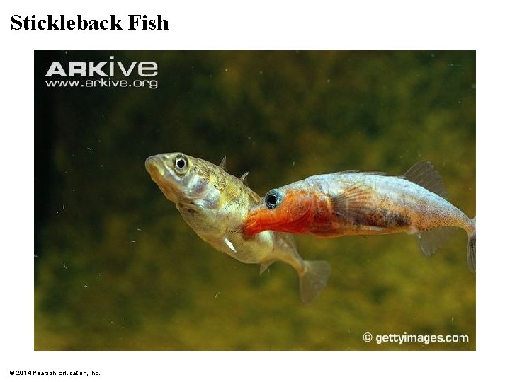 Stickleback Fish © 2014 Pearson Education, Inc. 